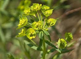 Leafy spurge